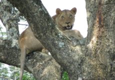 lion